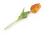Umělý tulipán