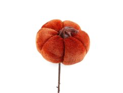 Zápich sametová dýně