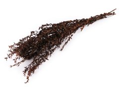 Stabilizovaný olivovník svazek