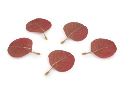 Umělý list eukalyptus k aranžování