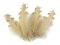 Husí peří kudrnaté délka 12-18 cm