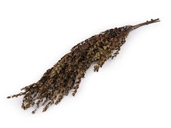 Stabilizovaný olivovník svazek